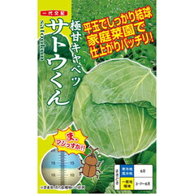 キャベツ 種 【 サトウくん 】 コート5千粒 ( キャベツの種 )