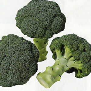 ubR[  y T}[h[ z ybg5痱 ( ubR[̎ )