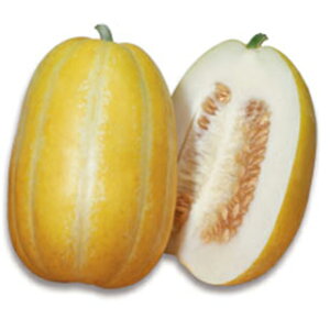 E  y }N ^ z 20ml ( E̎ )