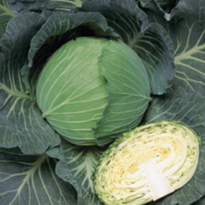 Lxc  y  z L_l2000 ( Lxc̎ )