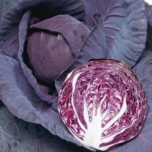 Lxc  y p[r[ z L_l2000 ( Lxc̎ )