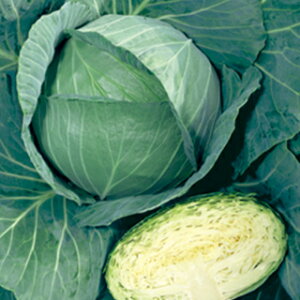 �L���x�c �� �y ���� �z �L�_�l2000�� ( �L���x�c�̎� )