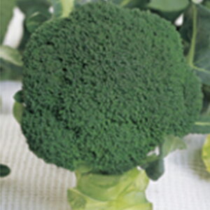 ubR[  y EC^[h[ z ybg5痱 ( ubR[̎ )