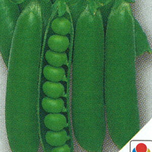 GhE  y GhE@C z (GF 18ml) ( GhE̎ )