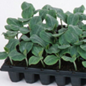 �J�{�`����� �� �y �X�[�p�[�₩ �z 350�� ( �J�{�`����؂̎� )