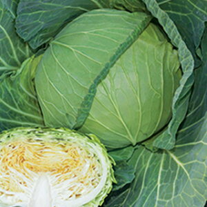 Lxc  y  z 2000 ( Lxc̎ )