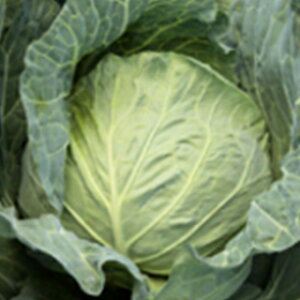 Lxc  y 邾 z 2000 ( Lxc̎ )