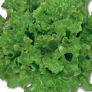 ^X  y [t^XO[ z 珬 ( ^X̎ )