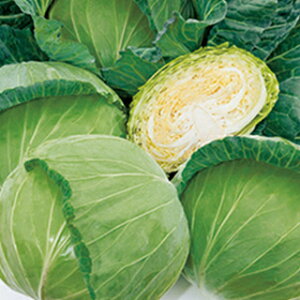 Lxc  y YR z  ( Lxc̎ )