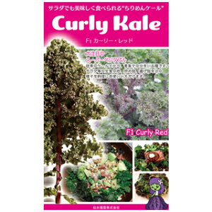 P[  ߂P[ J[[bh ܁iR[gq30)i   ؎q ؎ j