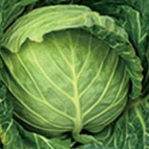 Lxc  y l z ybg5痱 ( Lxc̎ )