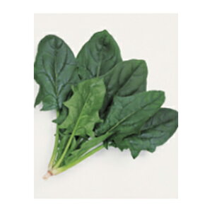 zE\E  y IVX z L2 ( zE\E̎ )