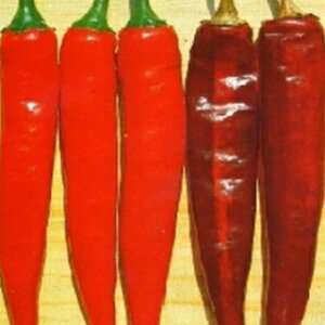 gEKV  y JRNƂ炵 z܁icj(20j ( hq̎ )