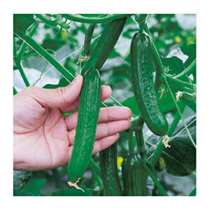 LE  y ~jLE JbL[ z DF ( LE̎ )