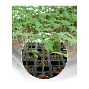 ؃g}g  y O[tH[X z ybg痱 ( ؃g}g̎ )