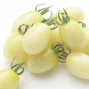 �g�}�g �� �y �~�j�g�}�g�@�~���L�[�x�� �z ���� ( �g�}�g�̎� )