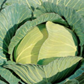 キャベツ 種 【 新藍（しんらん） 】 実咲小袋 ( キャベツの種 )