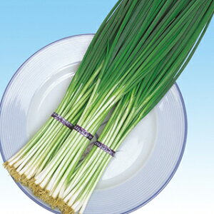 lM  y lM z q 1L i   ؎q ؎ j