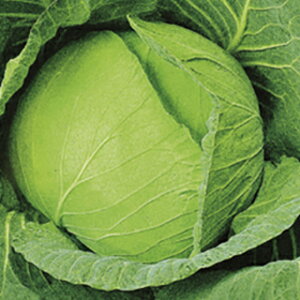 �L���x�c �� �y �~�x�� �z ���� ( �L���x�c�̎� )