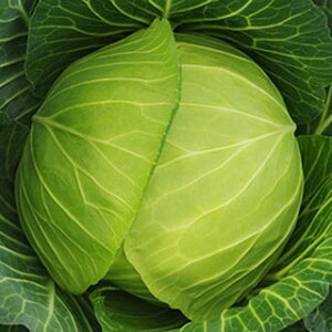 �L���x�c �� �y �����͂�1�� �z ���� ( �L���x�c�̎� )