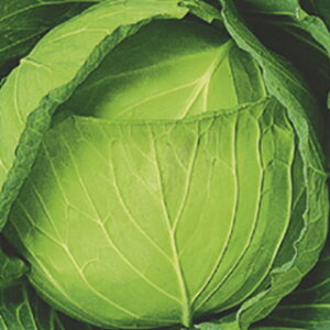 Lxc  y YRԂ z  ( Lxc̎ )