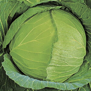 Lxc  y YR׎R z  ( Lxc̎ )