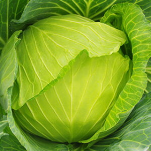 Lxc  y 1 z  ( Lxc̎ )