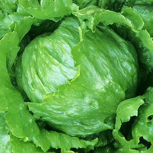 ^X  y ^Xt@CO[ z q R[g5痱 i   ؎q ؎ j