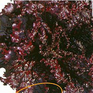 ^X  y ^XubN[Y z q R[g5痱 i   ؎q ؎ j