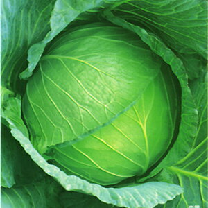 Lxc  y  z q R[g5000 i   ؎q ؎ j