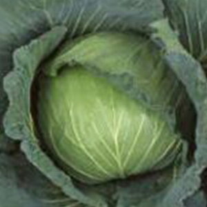 �L���x�c �� �y ���V�i���Ă�j �z �y���b�g5�痱 ( �L���x�c�̎� )