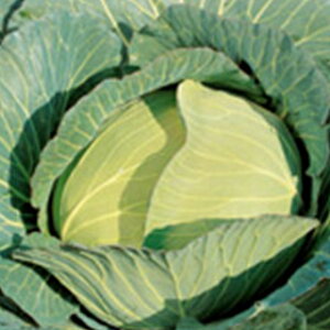 �L���x�c �� �y �V���i������j �z �y���b�g5�痱 ( �L���x�c�̎� )