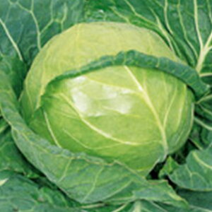 �L���x�c �� �y �A�[���[�^�C�� �z �y���b�g5�痱 ( �L���x�c�̎� )