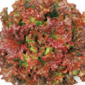 ^X  y bhEF[u z ybg5痱 ( ^X̎ )