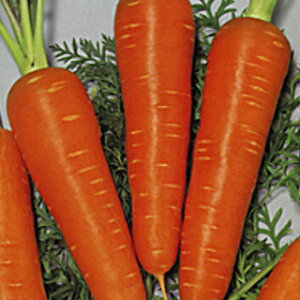 jW  y g z ybg1 ( jW̎ )