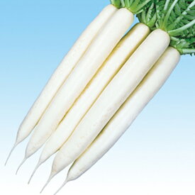 大根 種 【 夏みの早生 】 小袋(6ml) ( 大根の種 )