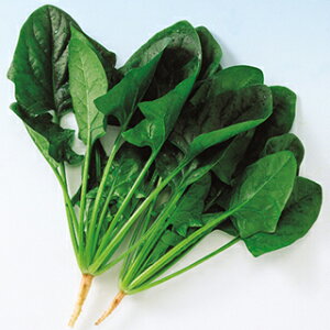 zE\E  y N[l z q 1L i   ؎q ؎ j