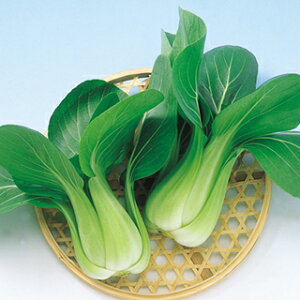 񂰂  y ~ z q ܁i20mlj i   ؎q ؎ j