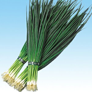 lM  y lM z q 1L i   ؎q ؎ j