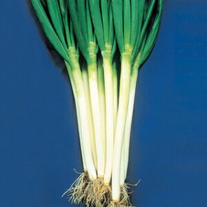 lM  y ӒĎR{ z q 5痱R[g2L i   ؎q ؎ j