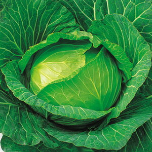 Lxc  y YRw z (1.2ml) ( Lxc̎ )