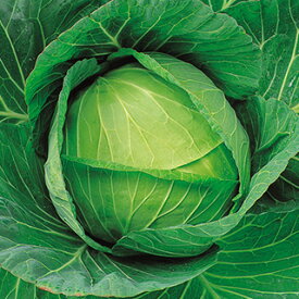 キャベツ 種 【 夏秀 】 種子 小袋（約1．2ml） （ 種 野菜 野菜種子 野菜種 ）