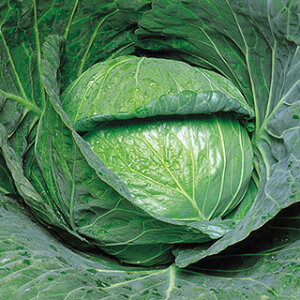 �L���x�c �� �y ���� �z ��q ���܁i��1�D2ml�j �i �� ��� ��؎�q ��؎� �j