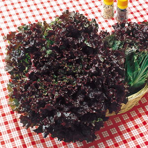 サニーレタス 種 【 晩抽サンブライト 】 種子 5千粒コートL ( 種 野菜 野菜種子 野菜種 )