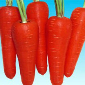 ɂ񂶂  y ͂܌ܐ z q LR[g1r i   ؎q ؎ j