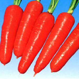 ɂ񂶂  y UStܐ z q ܁i20mlj i   ؎q ؎ j