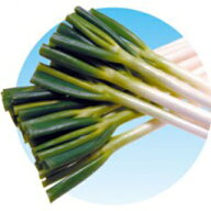 ネギ 種 【 龍ひかり2号 】 種子 2Lコート6千粒ビン （ 種 野菜 野菜種子 野菜種 ）