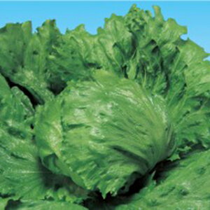 ^X  y vg z q LR[gܐ痱r i   ؎q ؎ j