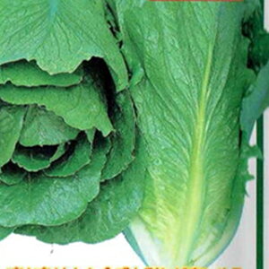 ^X  y C^X z q L5痱 i   ؎q ؎ j