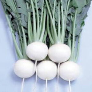 カブ 種 【 CR雪あかり 】 種子 小袋(約2.5ml) ( 種 野菜 野菜種子 野菜種 )